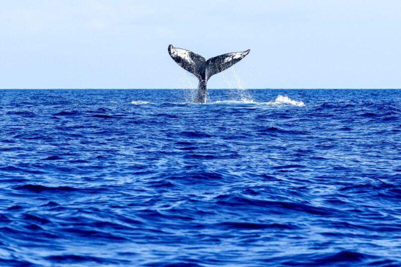 oahu-eco-friendly-west-coast-whale-watching-cruise