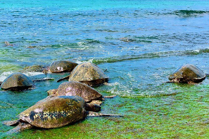 Oahu Guided Circle Island Tour, Swim w/ Turtles, Dole, Blowhole - FAQs