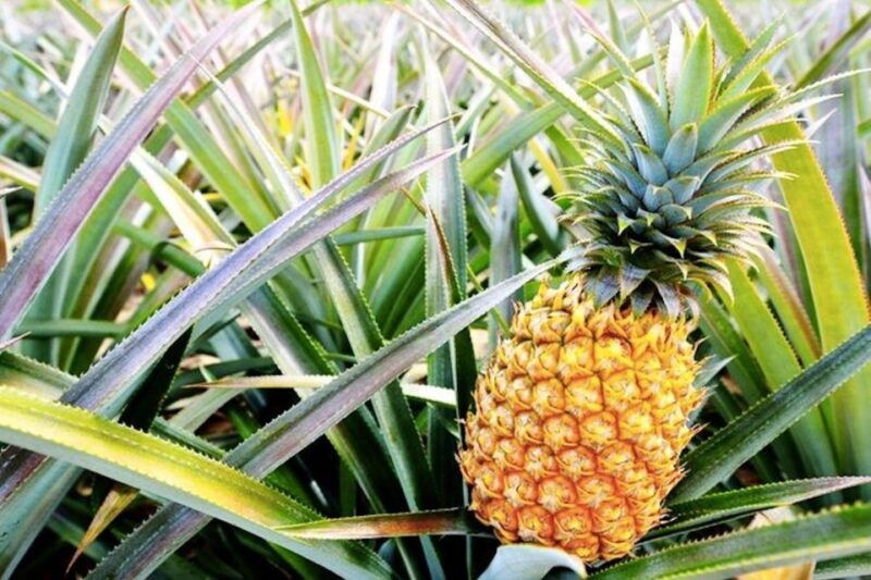 oahu-guided-tour-of-north-shore-and-waimea-botanical-garden