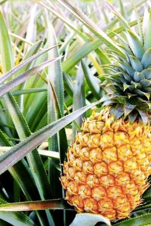 oahu-guided-tour-of-north-shore-and-waimea-botanical-garden