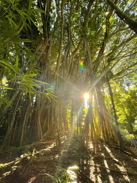 Oahu: Hidden Hawaii Waterfall Hike and Beach Tour - The Details of the Tour: What to Expect
