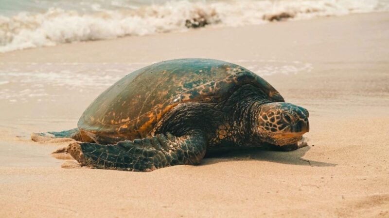oahu-highlights-of-oahu-small-group-tour