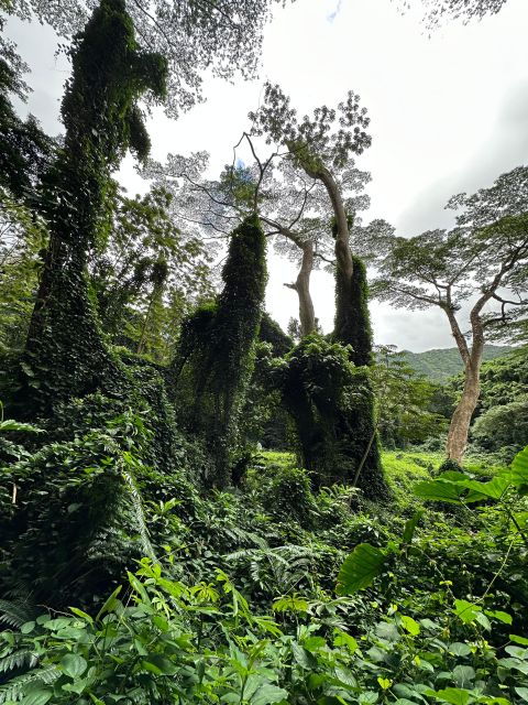 oahu-highlights-of-oahu-small-group-tour