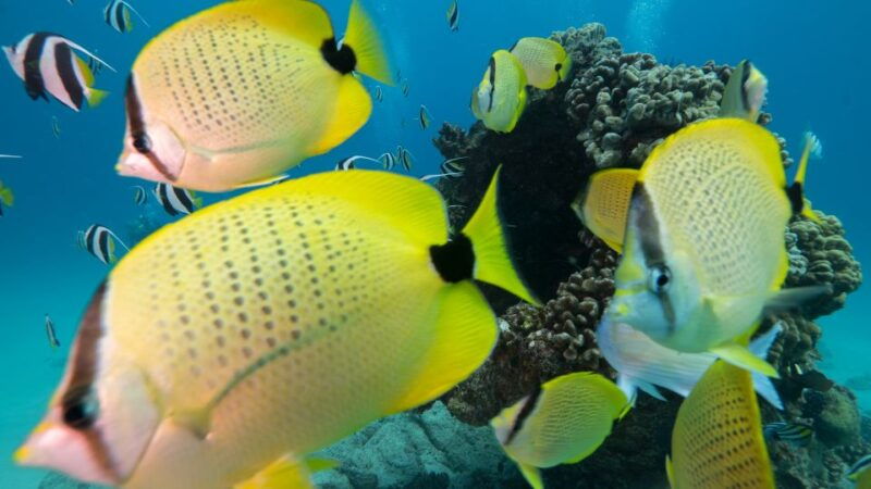 oahu-honolulu-turtle-canyon-snorkeling-tour