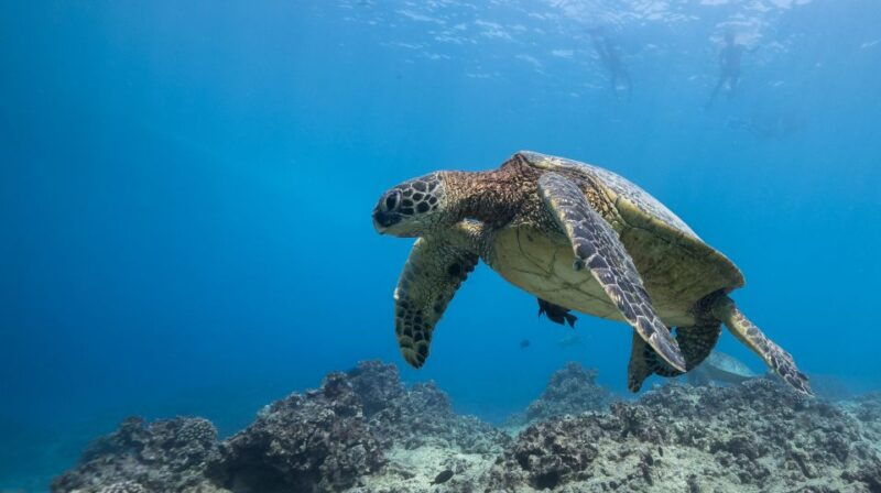 oahu-honolulu-turtle-canyon-snorkeling-tour