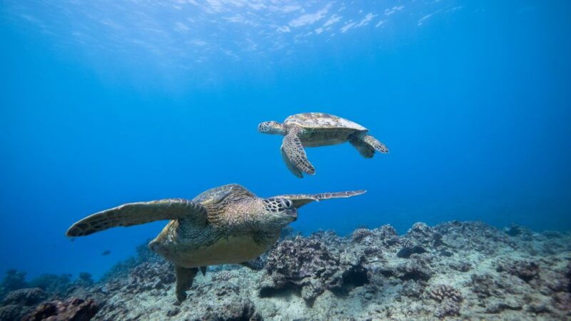 oahu-honolulu-turtle-canyon-snorkeling-tour