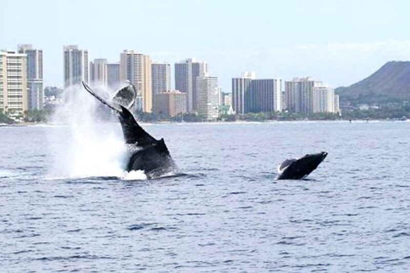 oahu-honolulu-whale-watching-cruise