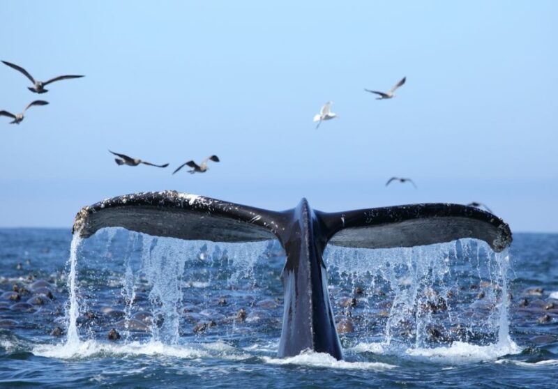 oahu-honolulu-whale-watching-cruise