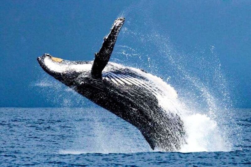 oahu-honolulu-whale-watching-cruise
