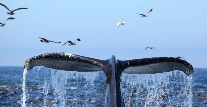 oahu-honolulu-whale-watching-cruise
