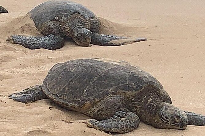Oahu Island Highlights in Small Group | 30 Spots | ~10 Stops - Who Is This Tour Best For?