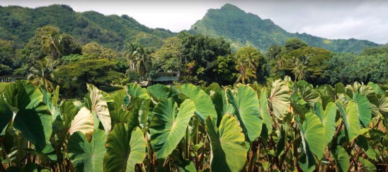 oahu-kualoa-farm-and-secret-island-tour-by-trolley