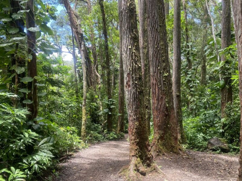 oahu-manoa-falls-trail-hiking-shuttle