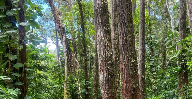 oahu-manoa-falls-trail-hiking-shuttle