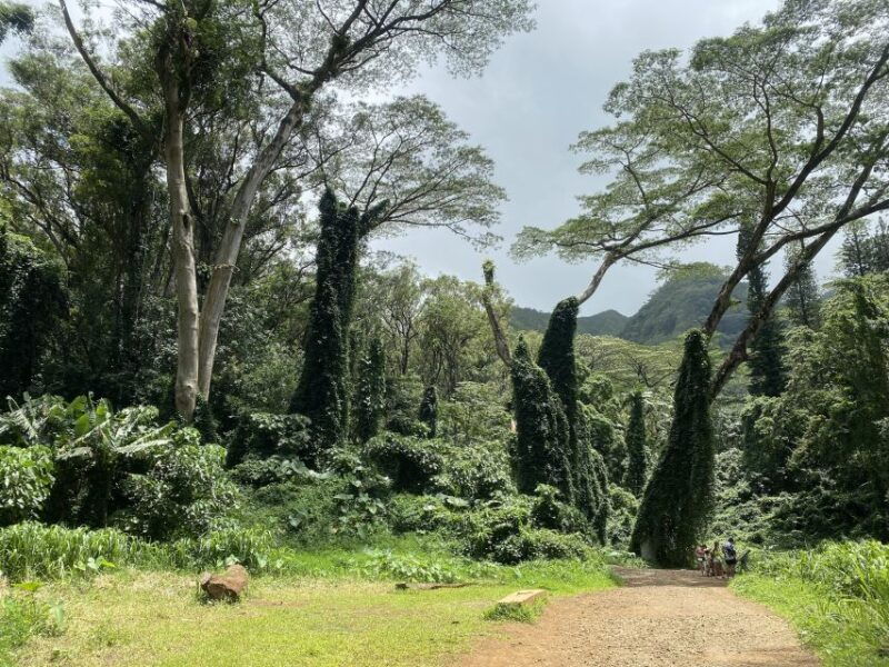 oahu-manoa-falls-trail-hiking-shuttle