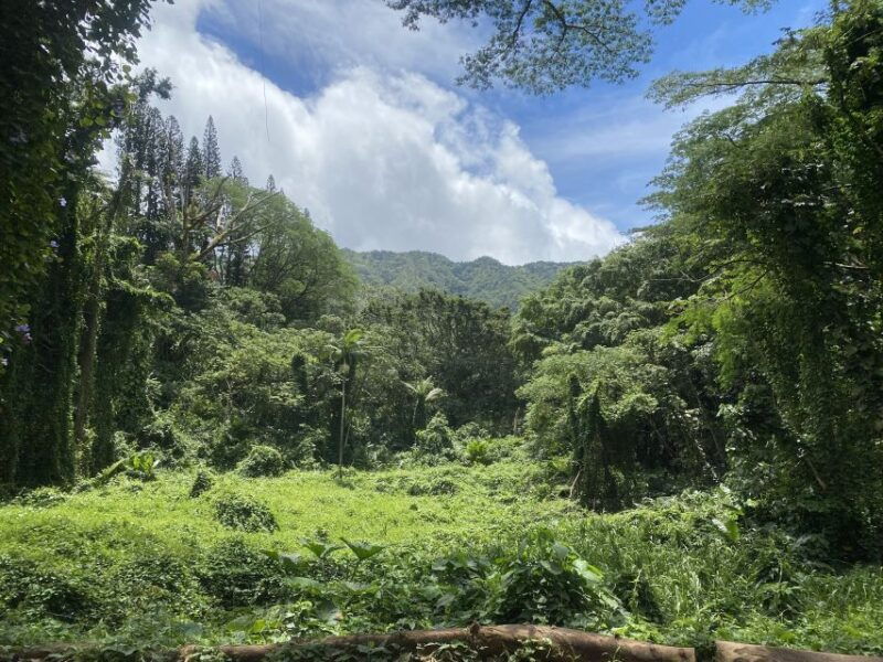 oahu-manoa-falls-trail-hiking-shuttle