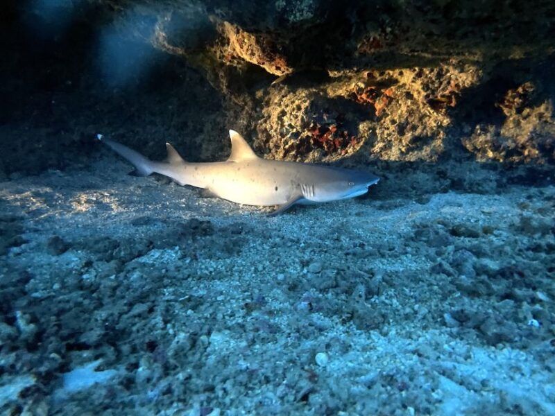 oahu-night-dive-adventure-for-certified-divers