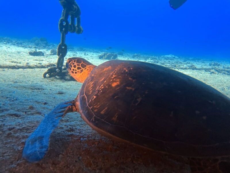 oahu-night-dive-adventure-for-certified-divers