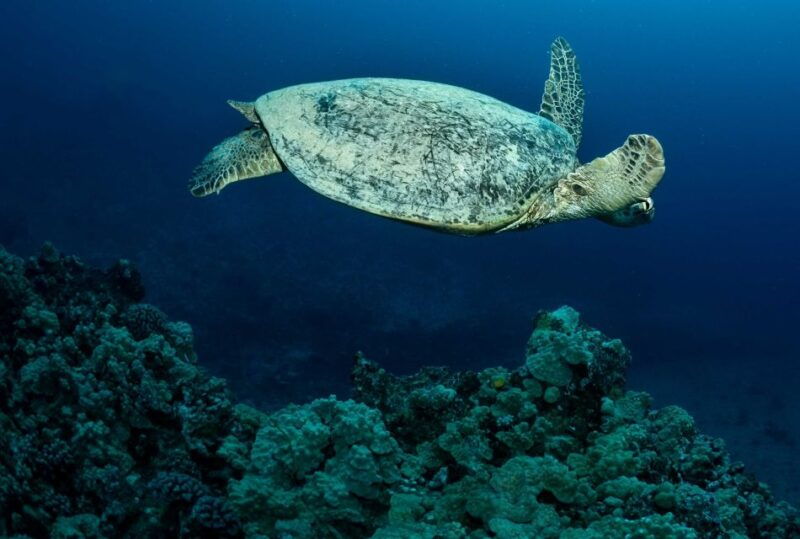 oahu-night-dive-adventure-for-certified-divers