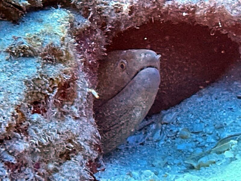 oahu-night-dive-adventure-for-certified-divers