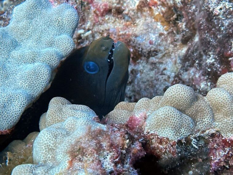 oahu-night-dive-adventure-for-certified-divers