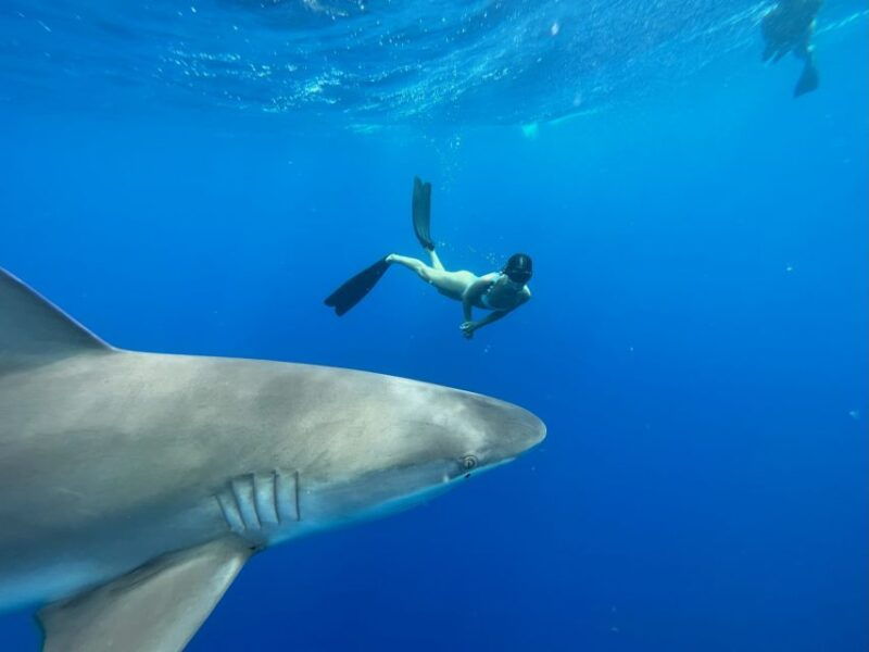 oahu-north-shore-cageless-shark-snorkeling-tour