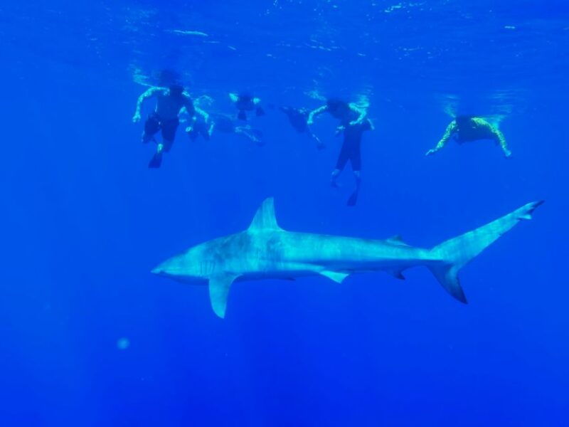 oahu-north-shore-cageless-shark-snorkeling-tour