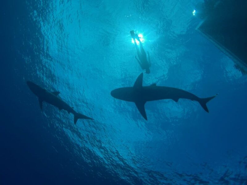 oahu-north-shore-cageless-shark-snorkeling-tour