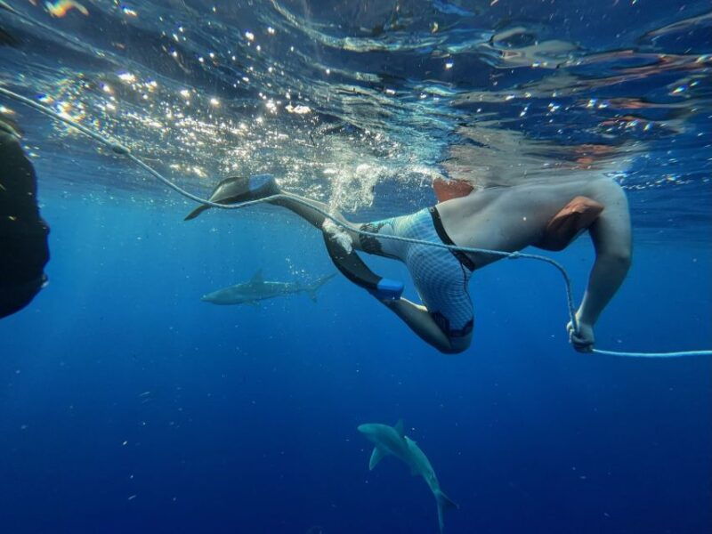 oahu-north-shore-cageless-shark-snorkeling-tour