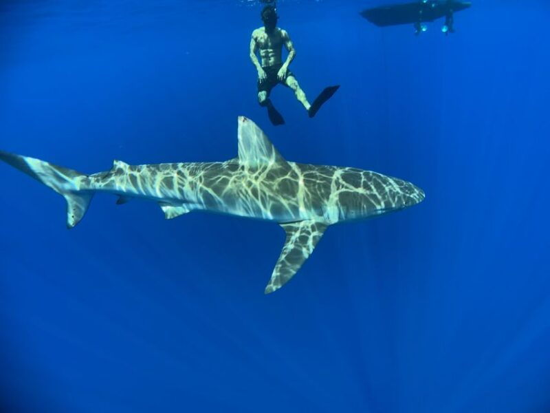 oahu-north-shore-cageless-shark-snorkeling-tour