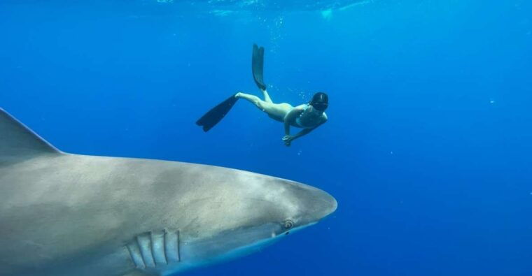 oahu-north-shore-cageless-shark-snorkeling-tour
