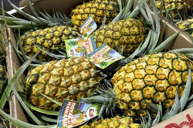 oahu-north-shore-dole-pineapple-farm-tour