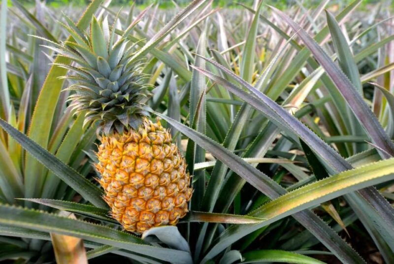oahu-north-shore-dole-pineapple-farm-tour