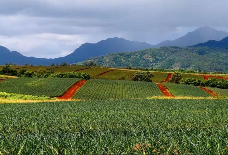 oahu-north-shore-dole-pineapple-farm-tour