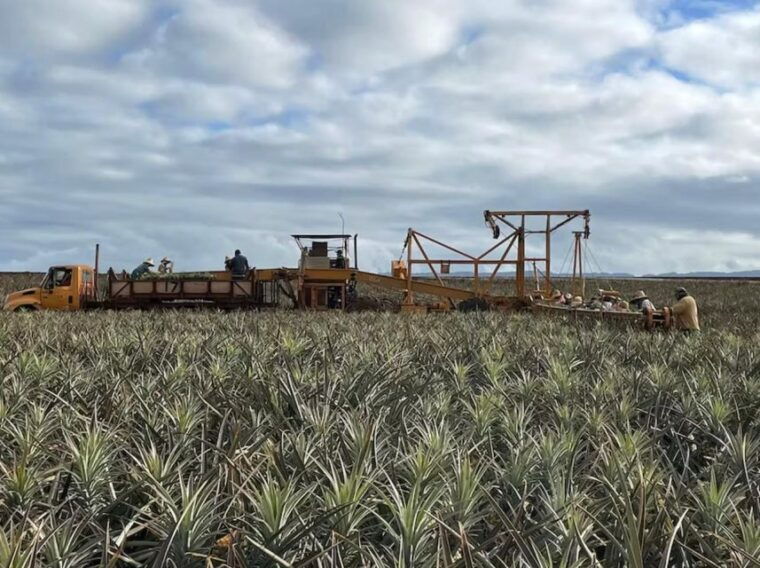 oahu-north-shore-dole-pineapple-farm-tour