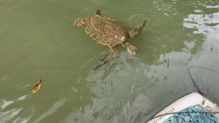 oahu-north-shore-haleiwa-paddleboard-river-adventure