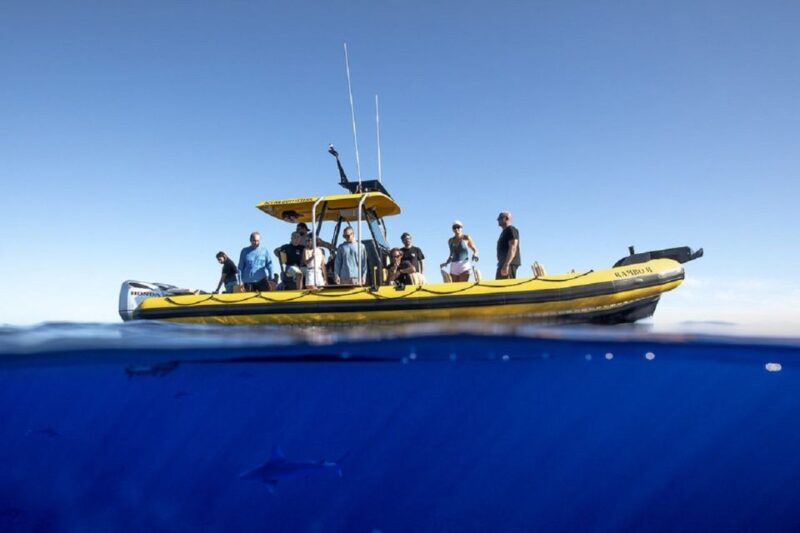 Oahu: North Shore Haleiwa: Private Boat Charter - Authentic Insights from Reviews