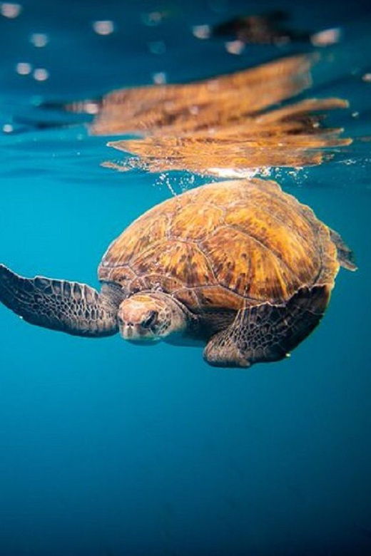 oahu-north-shore-snorkeling-tour-from-haleiwa