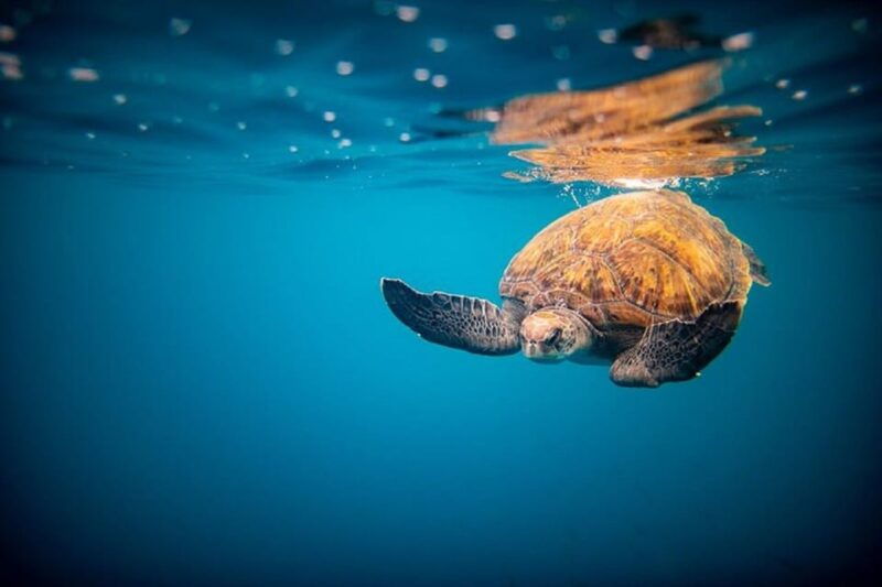 oahu-north-shore-snorkeling-tour-from-haleiwa