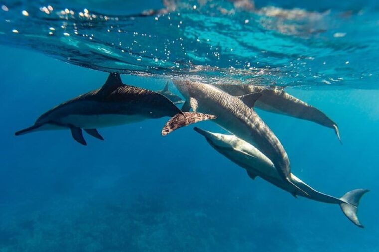 oahu-north-shore-snorkeling-tour-from-haleiwa