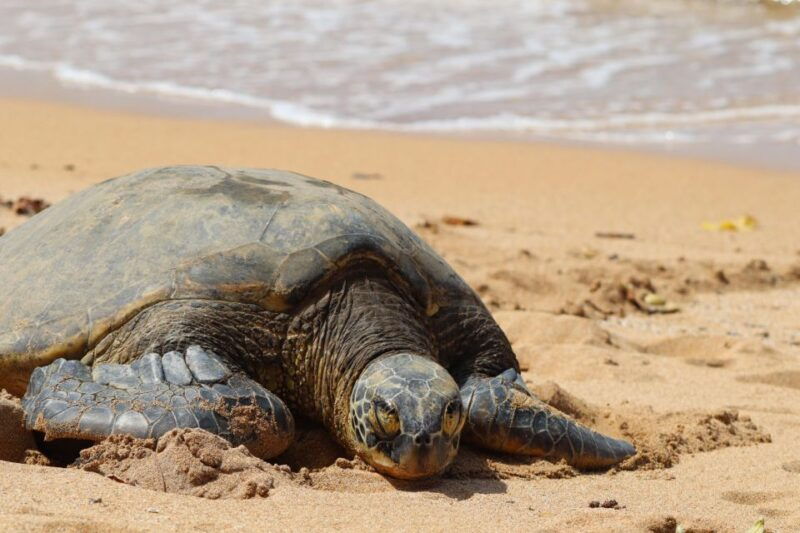 oahu-oahu-ultimate-grand-circle-island-tour