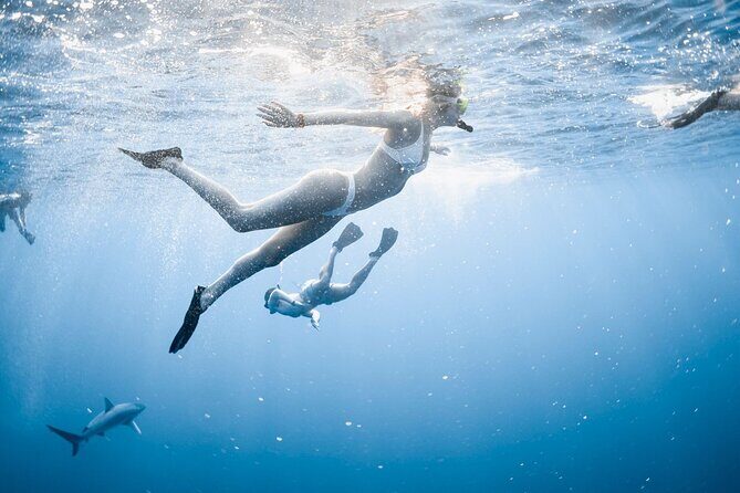 Oahu Open Water Shark Diving Experience - What Makes This Shark Tour Stand Out?