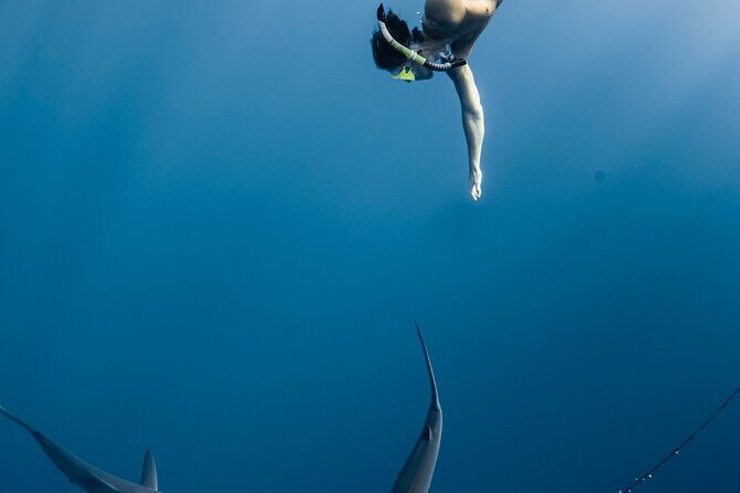 Oahu Open Water Shark Diving Experience - Who Will Love This Tour?