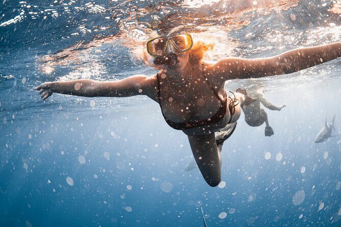 Oahu Open Water Shark Diving Experience - FAQs