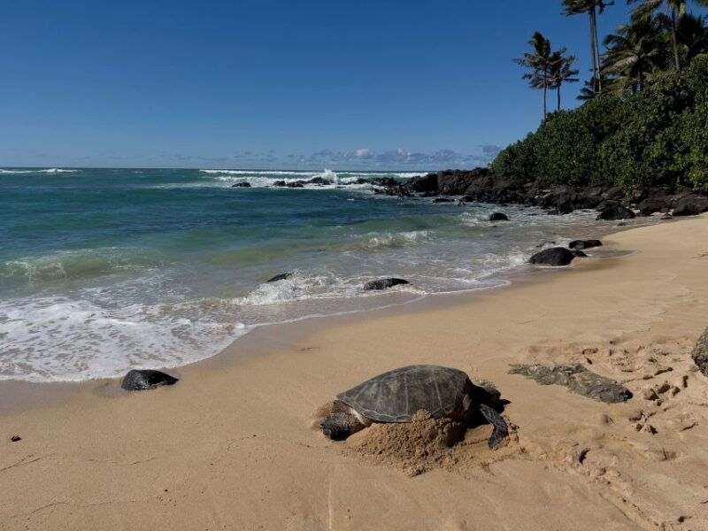 oahu-private-best-of-oahu-sightseeing-tour