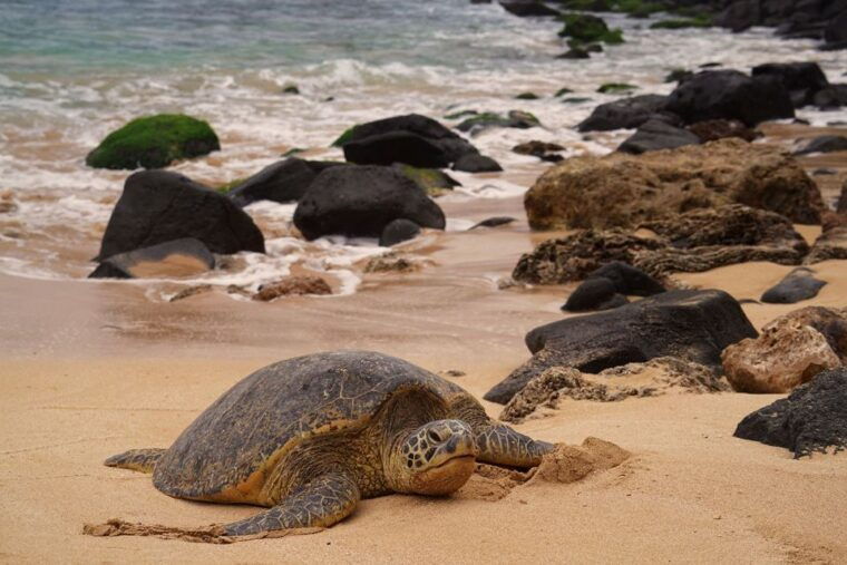 oahu-private-best-of-oahu-sightseeing-tour