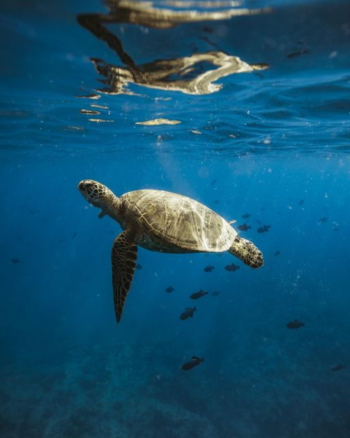oahu-private-catamaran-sunset-cruise-optional-snorkeling