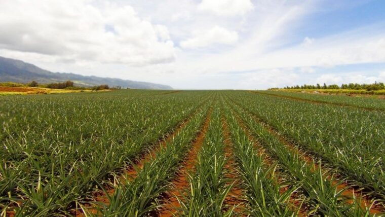 oahu-private-custom-island-tour