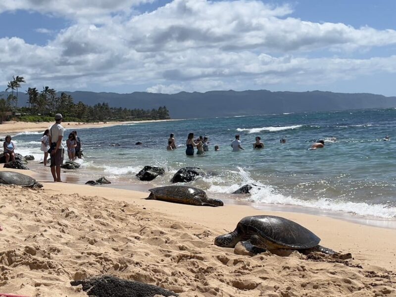 Oahu: Private Tour-Circle Island-Customizable - What Makes This Oahu Tour Stand Out?