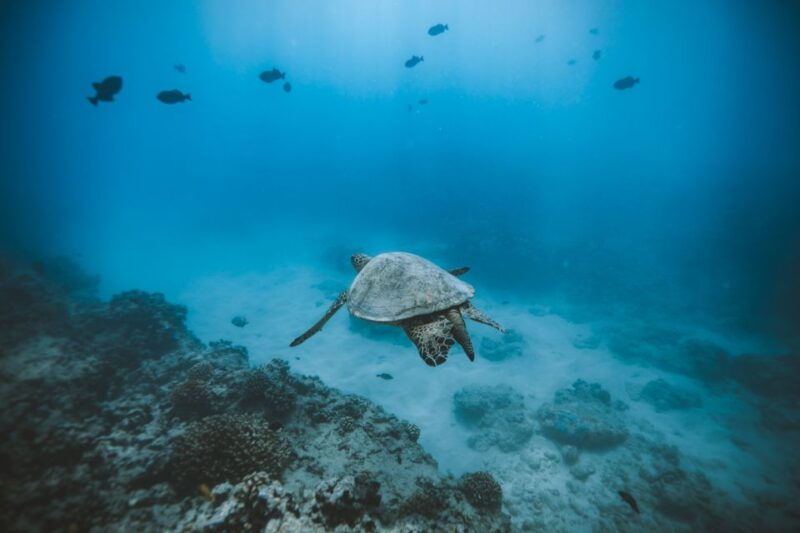 oahu-private-turtle-snorkeling-with-customizable-itinerary